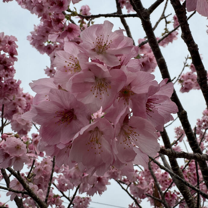 Cherry Blossoms