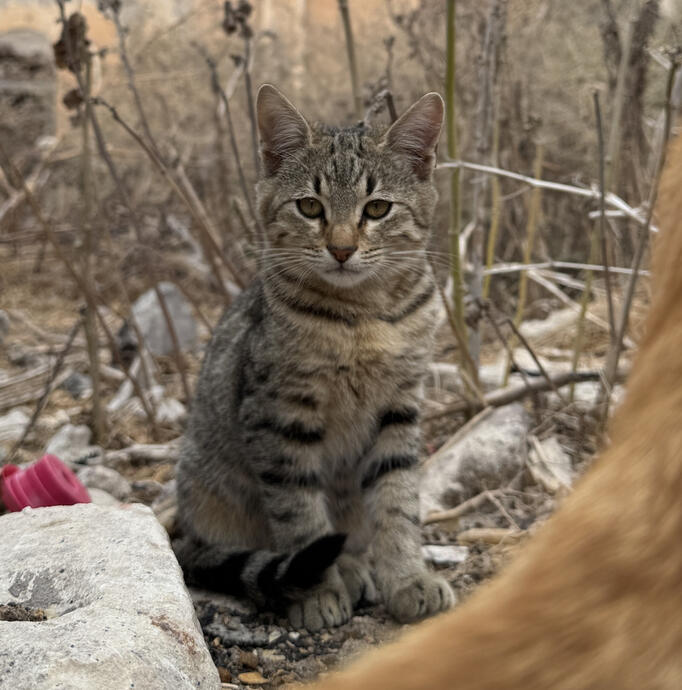 Wild Cat